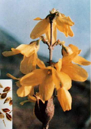 Cây[-]hoa[-]liên[-]kiều.